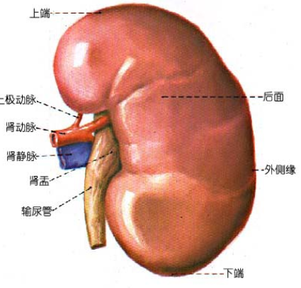 肾盂肾炎是什么？有哪些症状？