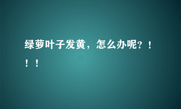 绿萝叶子发黄，怎么办呢？！！！