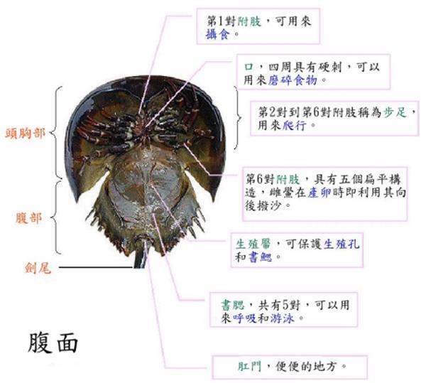 鲎的血有什么用途？