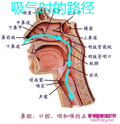 鼻腔结构图，看的懂的帮忙讲解。