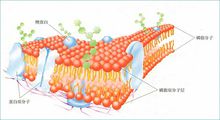 分子生物学名词解释