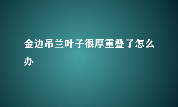 金边吊兰叶子很厚重叠了怎么办