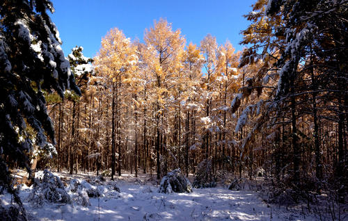 初雪的含义是什么？人为什么会对初雪有特殊的情结？