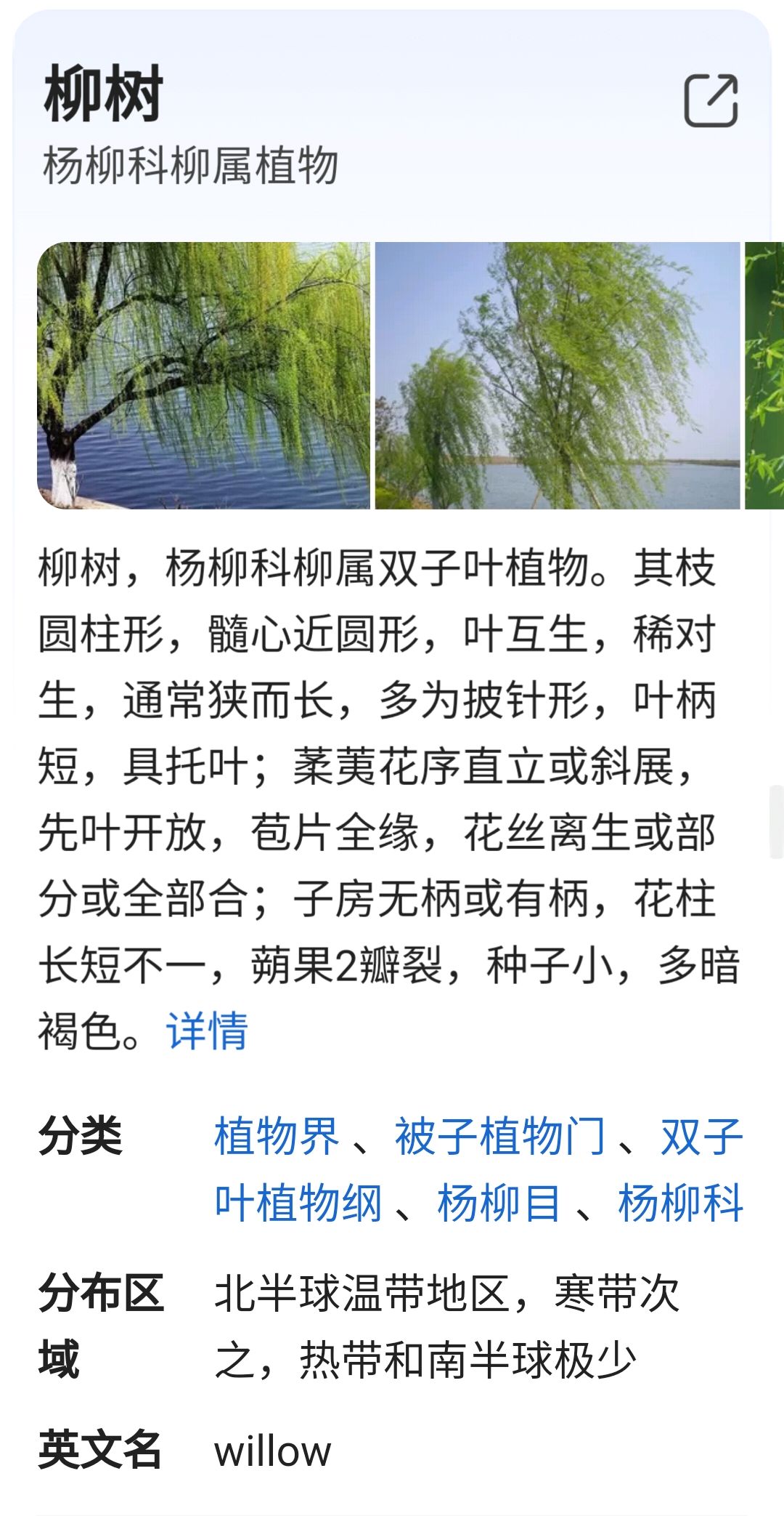 柳树开花吗?什么时候开花