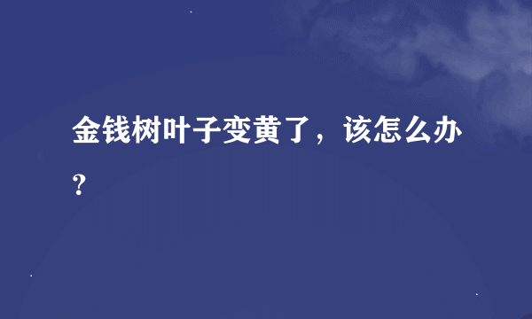 金钱树叶子变黄了，该怎么办？