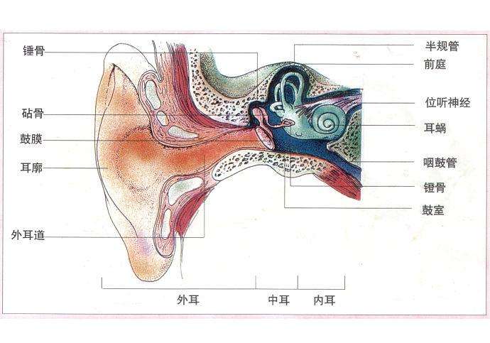 耳膜修复大概多少钱