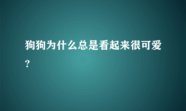 狗狗为什么总是看起来很可爱?