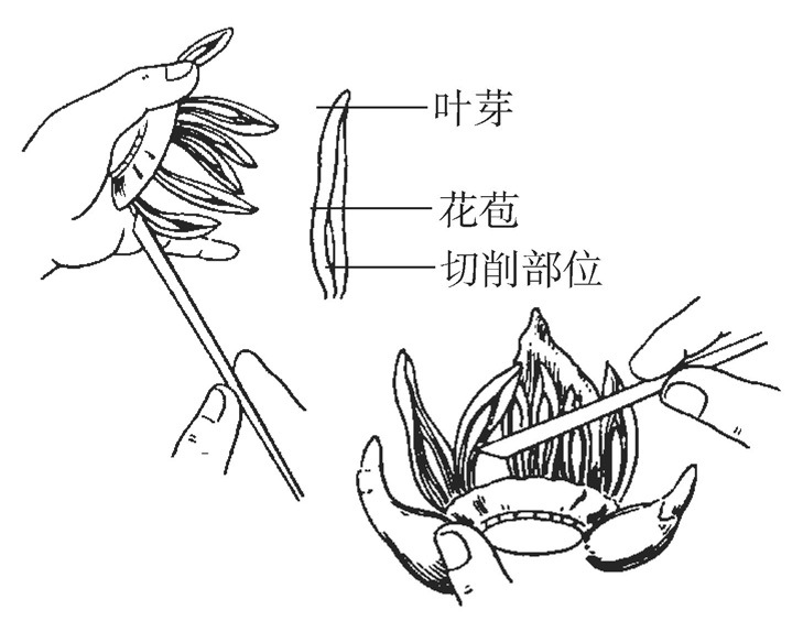 如何雕刻水仙