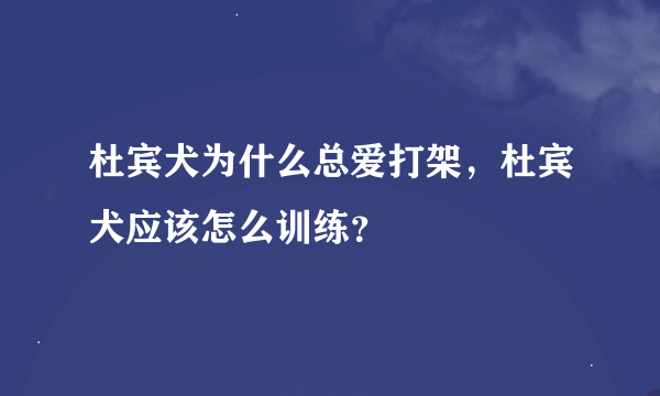 杜宾犬为什么总爱打架，杜宾犬应该怎么训练？