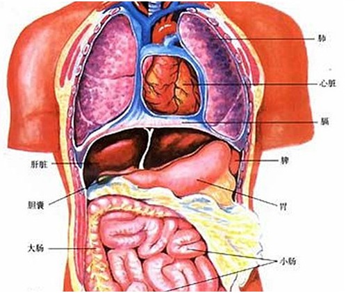 人的脾在哪个位置呢