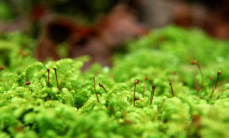 苔藓植物的主要特征是什么？