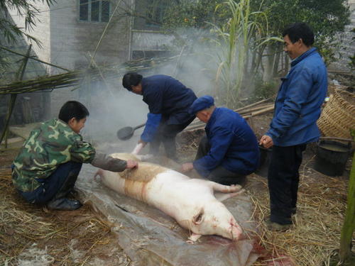 死猪不怕开水烫的意思