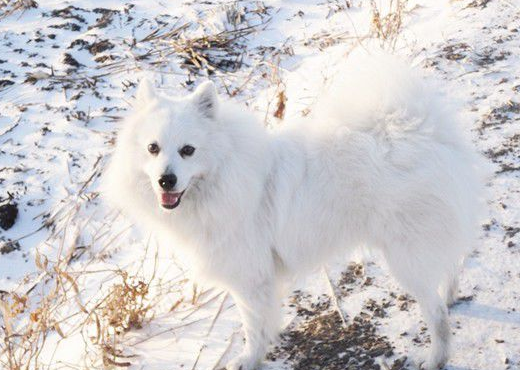 博美和狐狸犬的区别