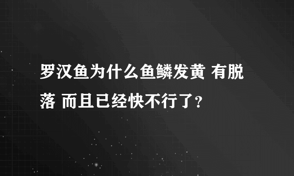 罗汉鱼为什么鱼鳞发黄 有脱落 而且已经快不行了？