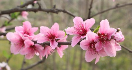 桃花开的时候 是什么季节？？