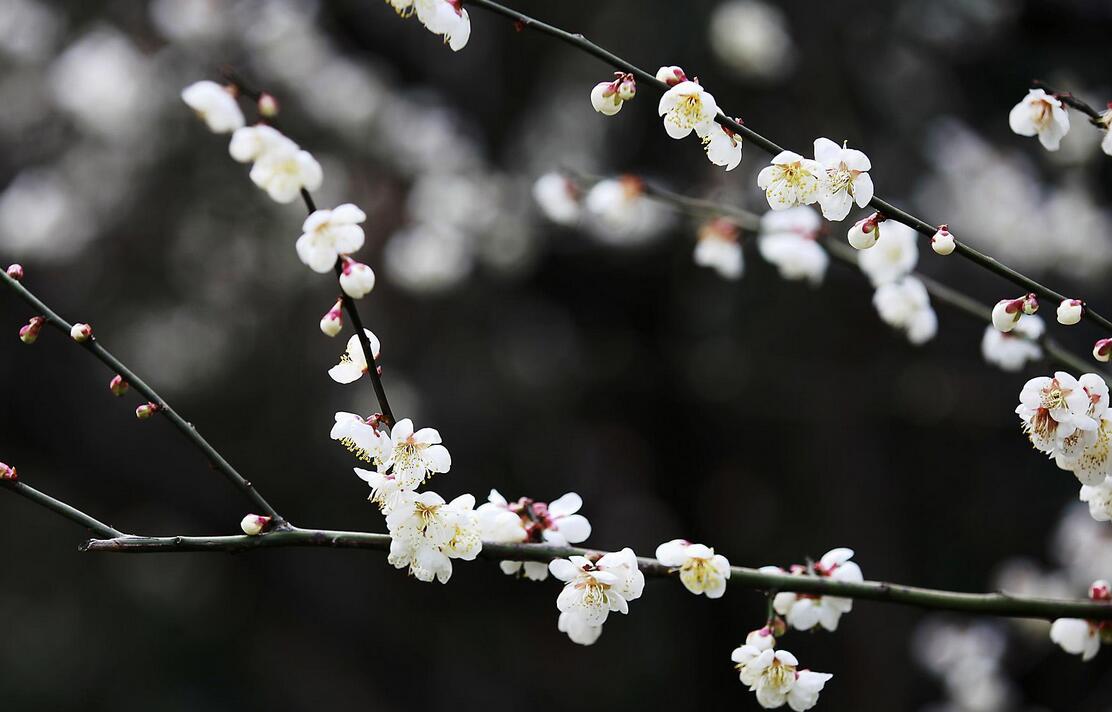 “遥知不是雪，为有暗香来”是什么意思？