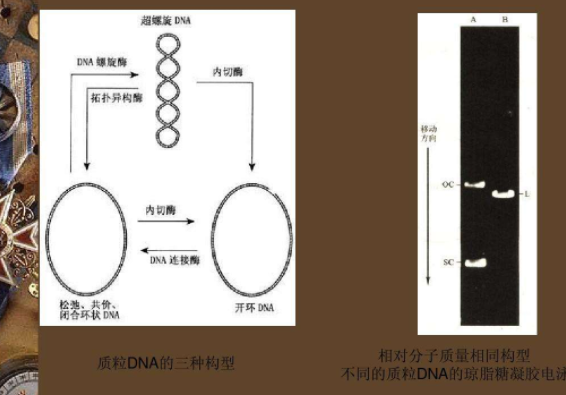 质粒DNA电泳有何特点?为什么?