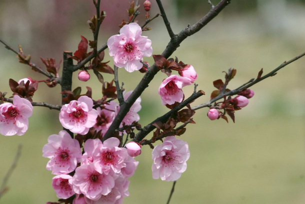 花中君子指的是什么