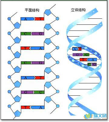 dna分子结构是什么