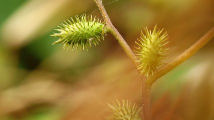 植物妈妈会用哪些办法传播种子