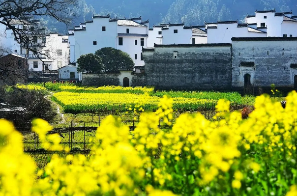 春天是最适合旅游的季节，大家有什么旅游地推荐吗？