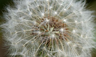 植物妈妈会用哪些办法传播种子