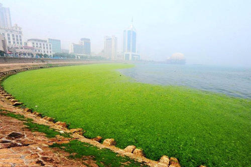 青岛浒苔形成的根本原因