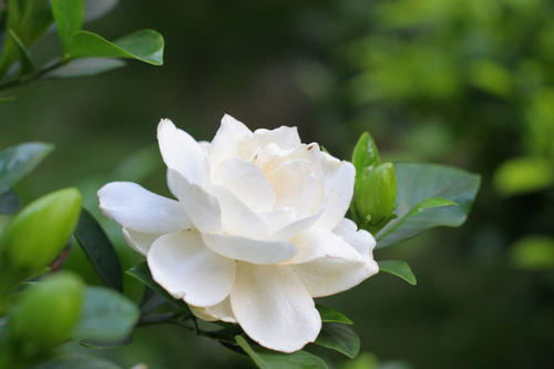 栀子花开 简谱