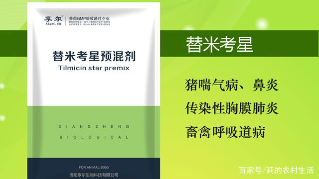 猪的蓝耳病是怎么引起的？母猪蓝耳病怎样治疗最有效？