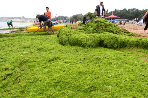 青岛浒苔形成的根本原因