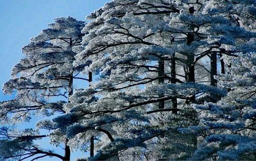 大雪压青松，青松挺且直.要知松高洁，待到雪化时.这首诗是什么意思