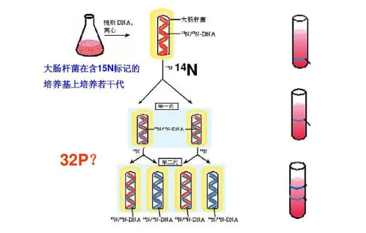 同位素示踪法是什么？