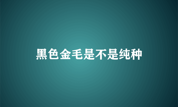 黑色金毛是不是纯种