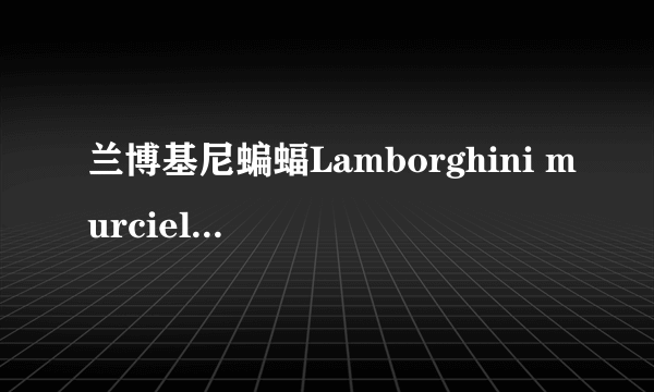 兰博基尼蝙蝠Lamborghini murcielago 该怎么念 标下音标和重音