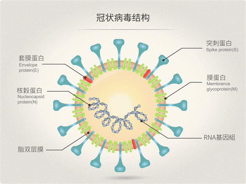 感染新型冠状病毒的初期表现有哪些症状？