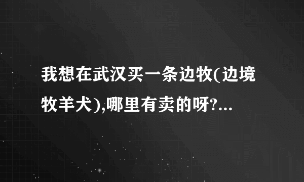 我想在武汉买一条边牧(边境牧羊犬),哪里有卖的呀?要纯种的!