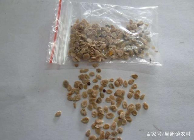 西红柿怎么种植方法 视频