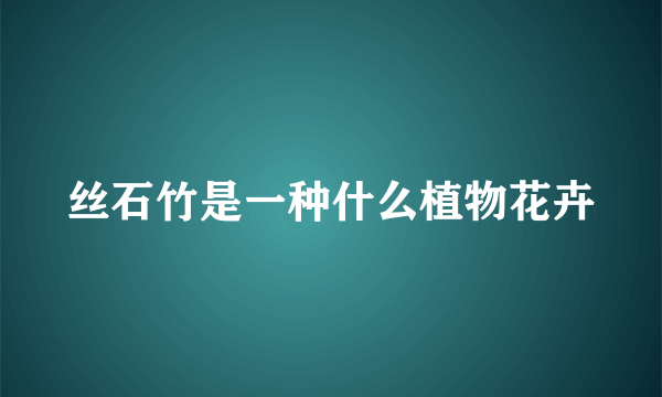 丝石竹是一种什么植物花卉