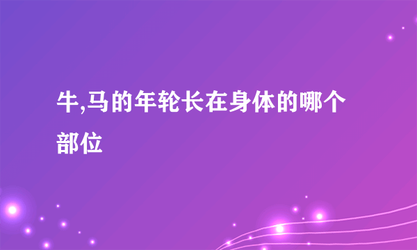 牛,马的年轮长在身体的哪个部位