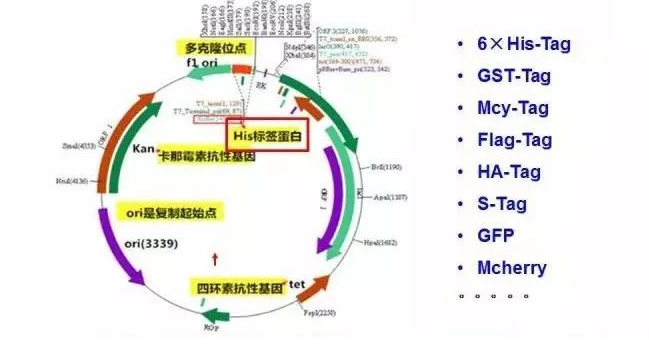 质粒载体图谱上面的英文分别代表什么？