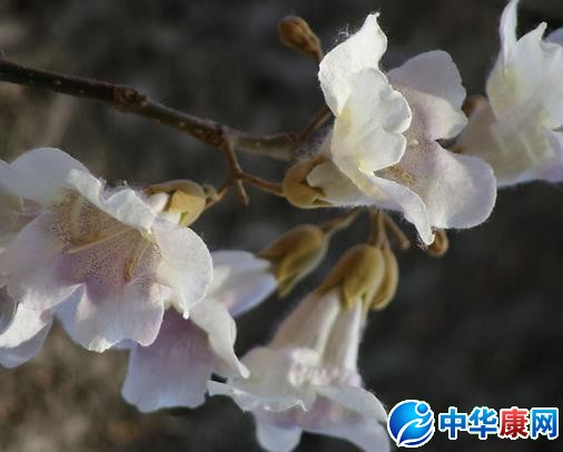 泡桐花的介绍