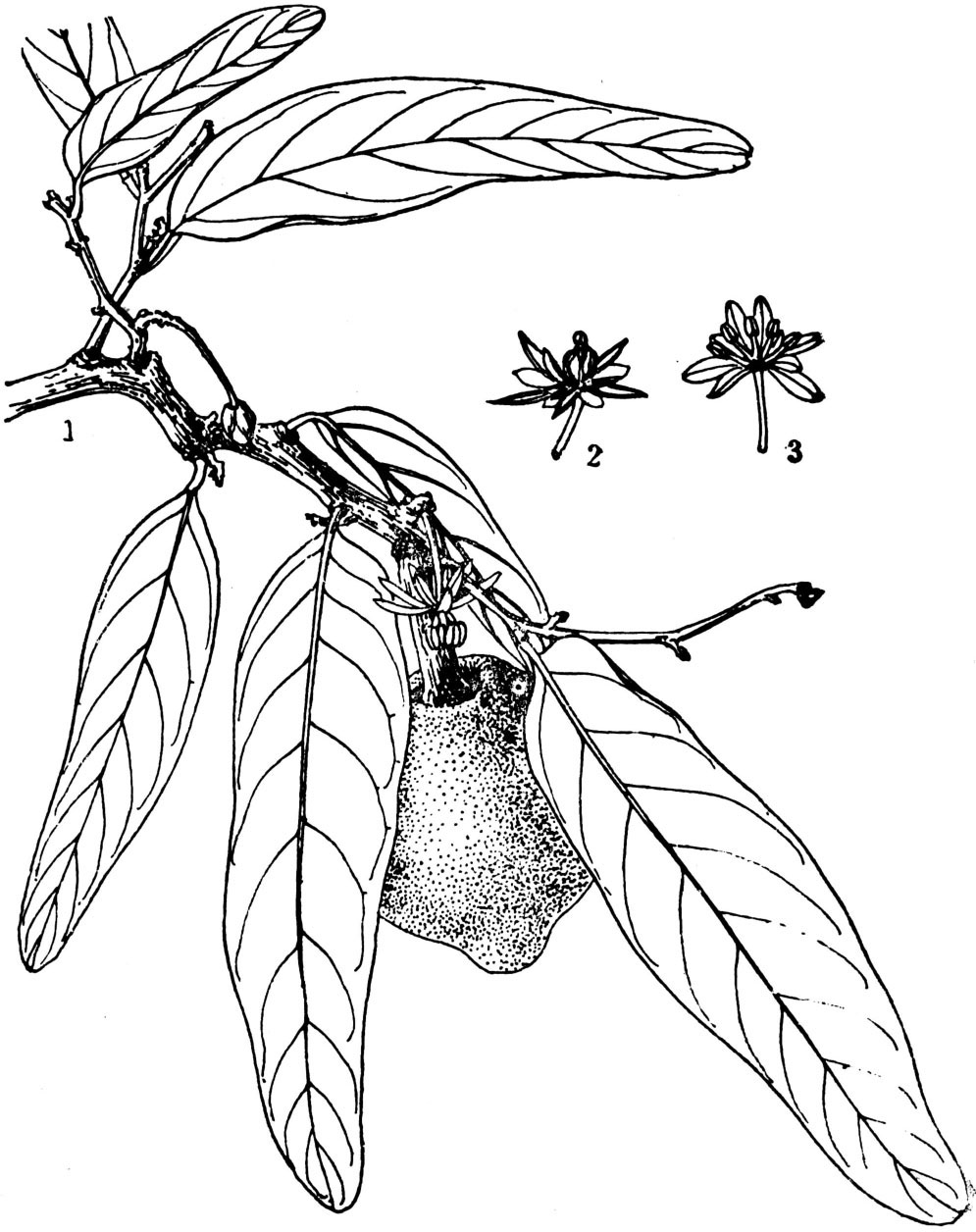 大枫子（泰国大枫子）有哪些特征？