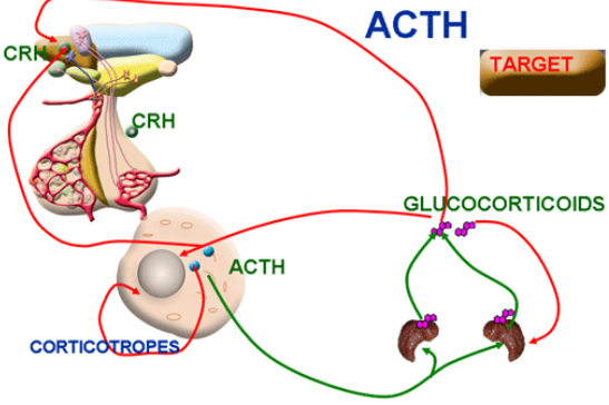 ACTH是什么？