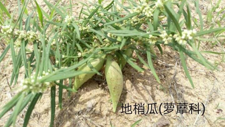 老鸹瓢和地梢瓜是一种植物吗？