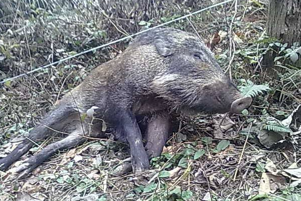 海南禁食陆生野生动物，现在捕捉陆生野生动物犯法吗？