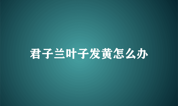 君子兰叶子发黄怎么办