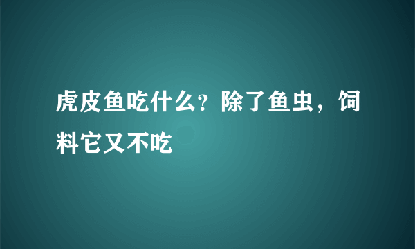 虎皮鱼吃什么？除了鱼虫，饲料它又不吃