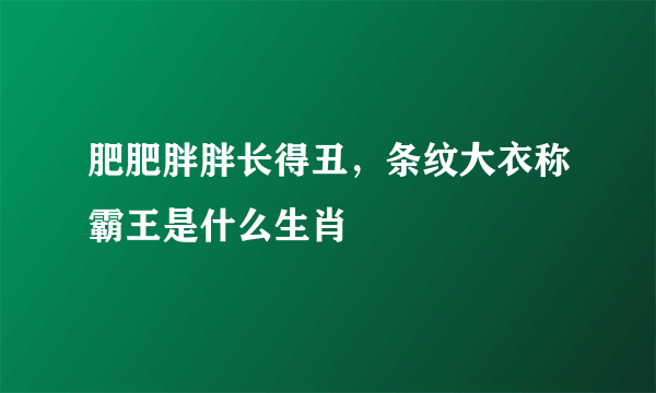 肥肥胖胖长得丑，条纹大衣称霸王是什么生肖