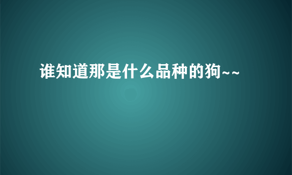 谁知道那是什么品种的狗~~