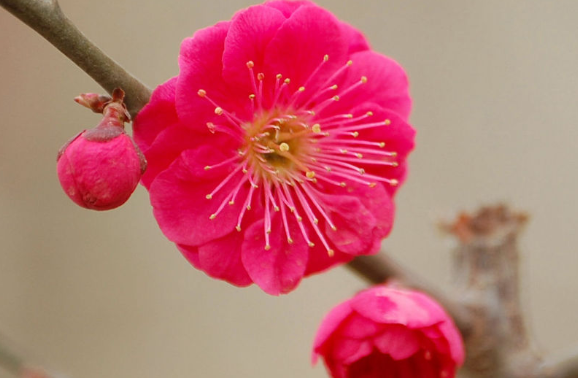 桂花香自苦寒来的意思